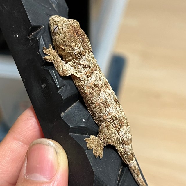 하이 컬러 트루 컬러