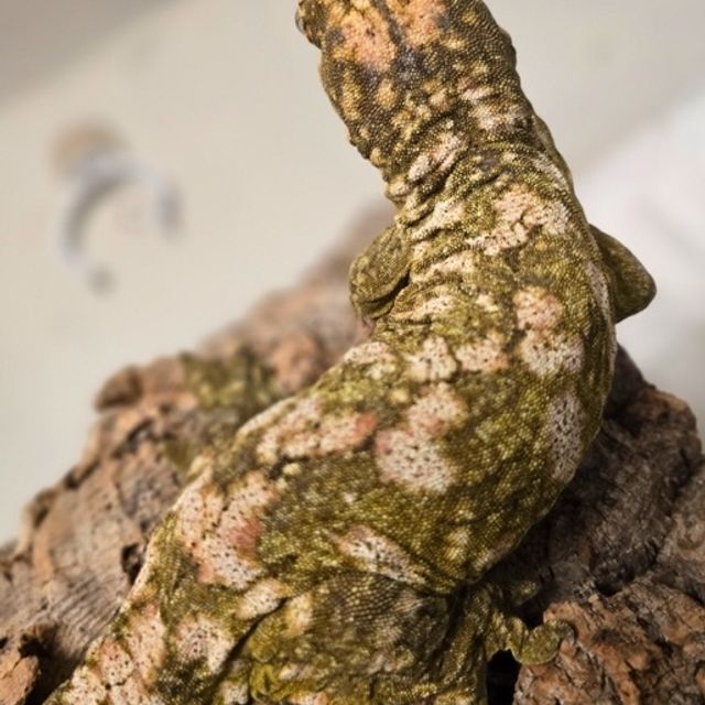 하이 컬러 브로쓰