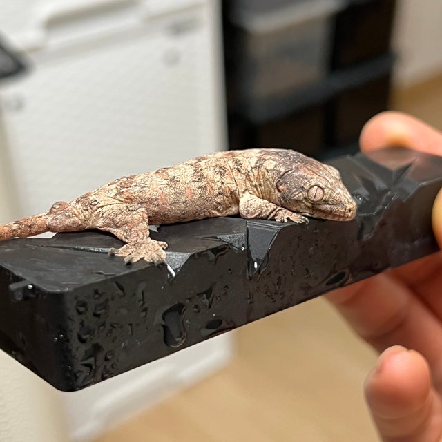 트루 컬러 하이 컬러