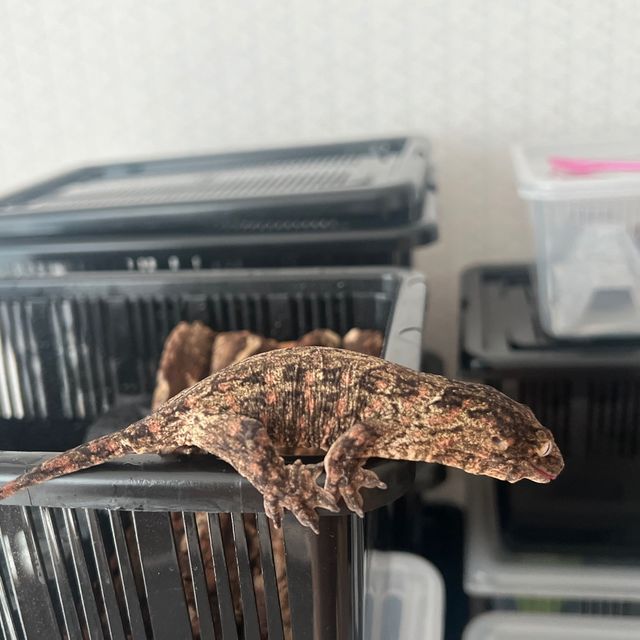 노멀