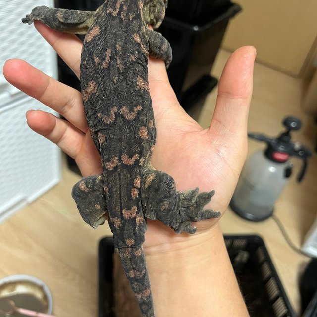 코기스 하이 컬러 GTX 레드바