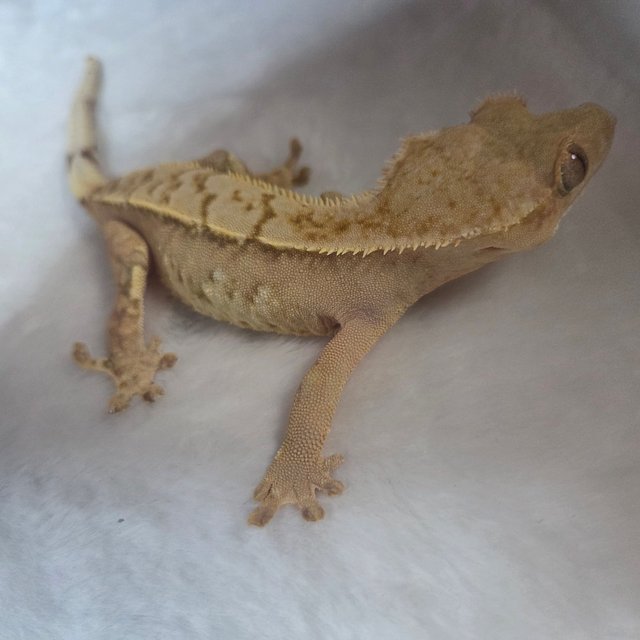 익스트림할리퀸