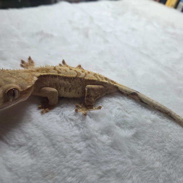 익스트림할리퀸