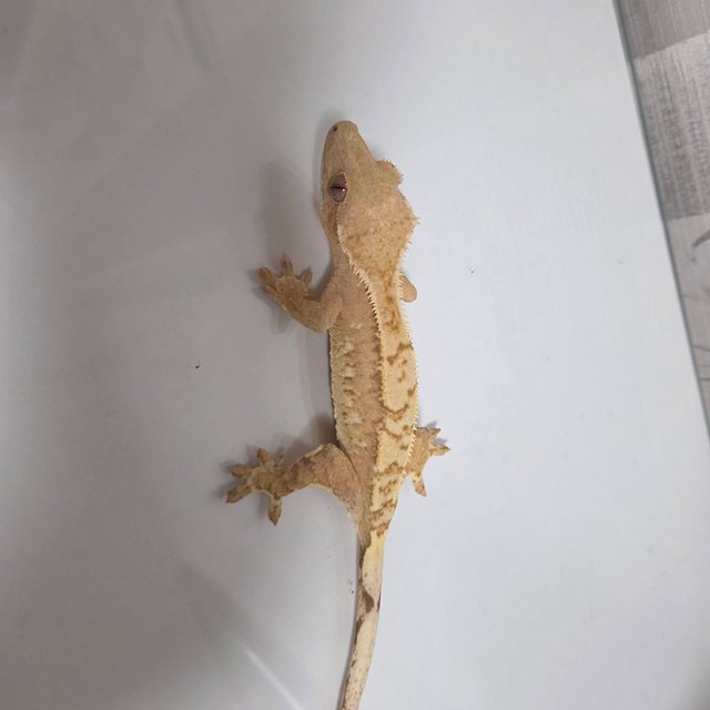 익스트림할리퀸 노멀