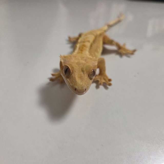 익스트림할리퀸 노멀