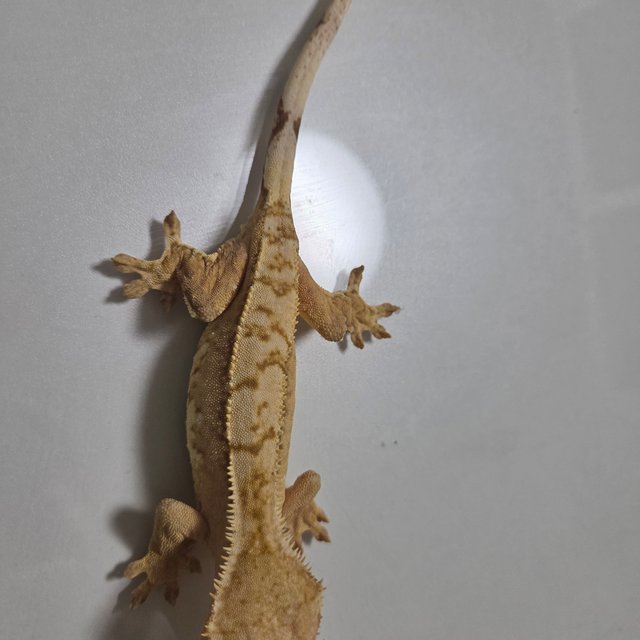 익스트림할리퀸 노멀