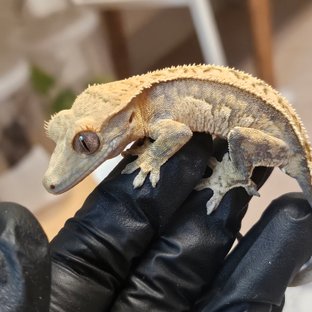 트라이 익스트림할리퀸