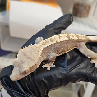 100%헷아잔틱 화이트포트홀 다크