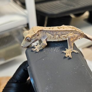 노멀 트라이 익스트림할리퀸