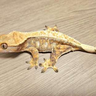 바브 트라이 익스트림할리퀸