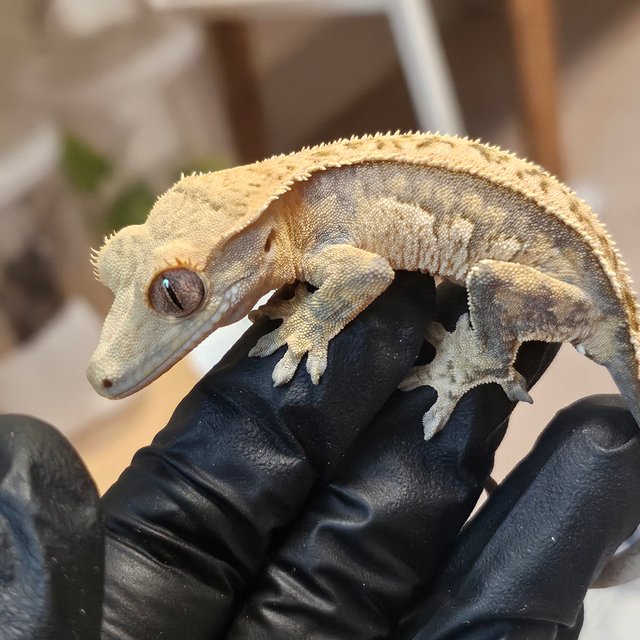 트라이 익스트림할리퀸