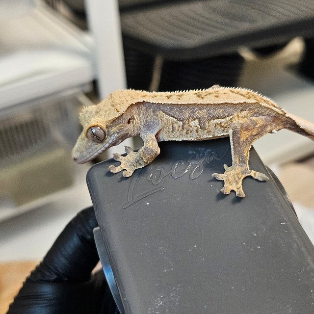 노멀 트라이 익스트림할리퀸