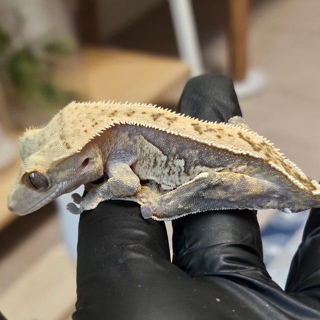 노멀 트라이 익스트림할리퀸