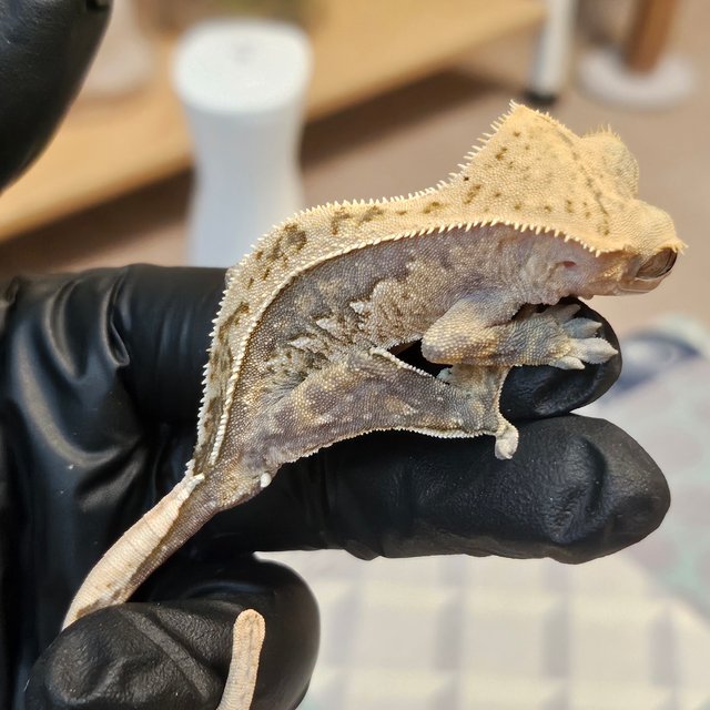 노멀 트라이 익스트림할리퀸