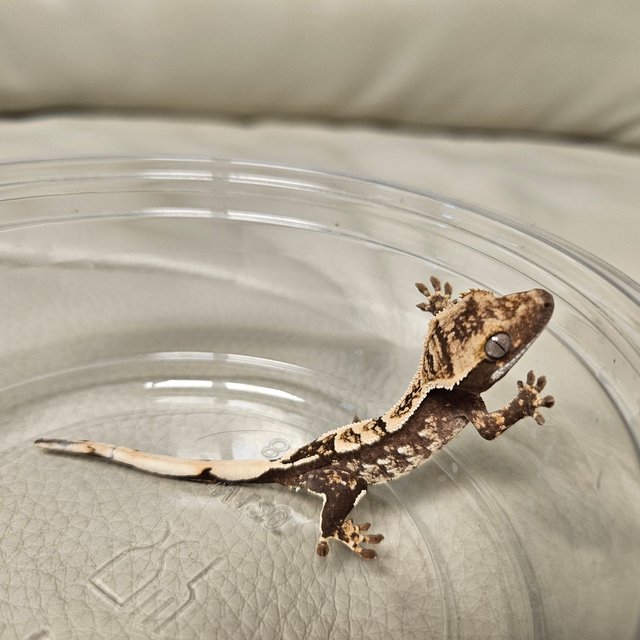 100%헷아잔틱 화이트포트홀 화이트스팟