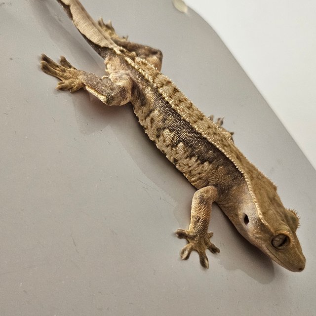 노멀 트라이 익스트림할리퀸