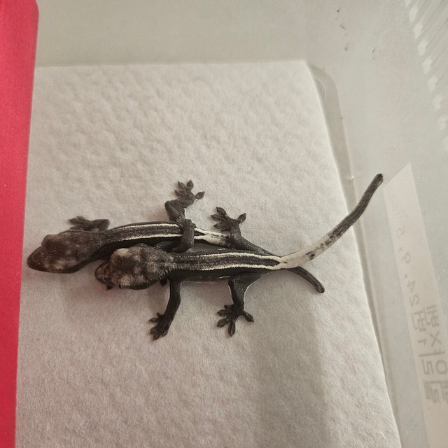 아잔틱 화이트포트홀 화이트스팟