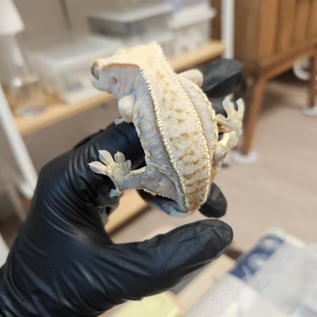 노멀 트라이 익스트림할리퀸