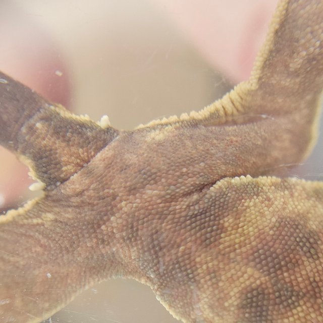 100%헷아잔틱 화이트포트홀 화이트스팟 풀핀 핀스트라이프