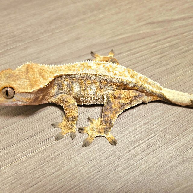 바브 트라이 익스트림할리퀸