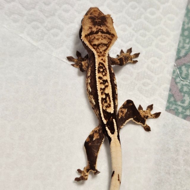 100%헷아잔틱 화이트포트홀 화이트스팟 풀핀 핀스트라이프