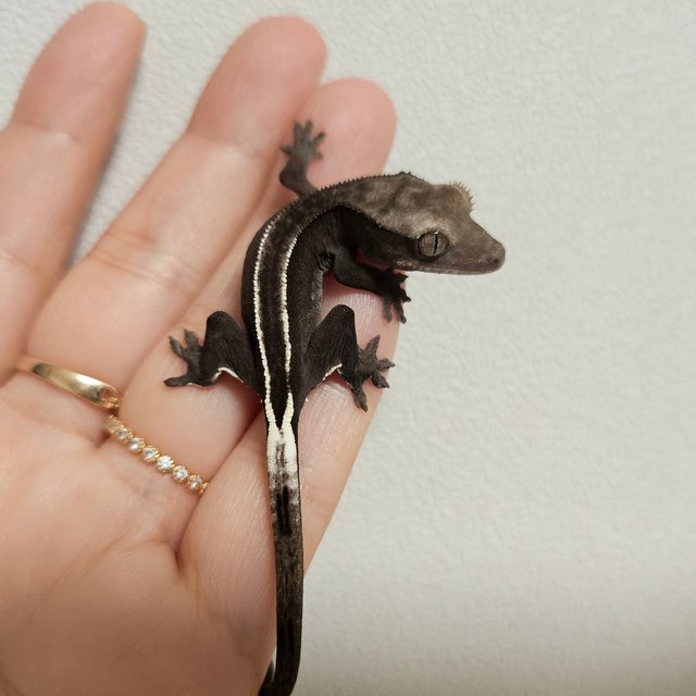 아잔틱 화이트핀