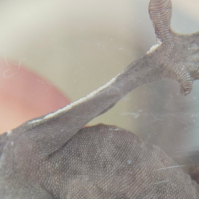 아잔틱 화이트핀