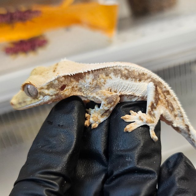 릴리화이트 트라이 익스트림할리퀸