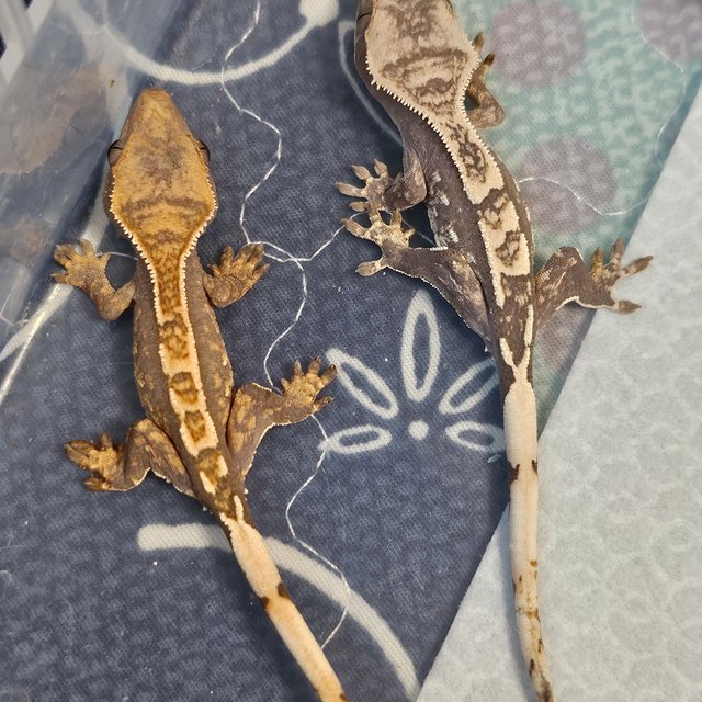 100%헷아잔틱 화이트포트홀 화이트스팟