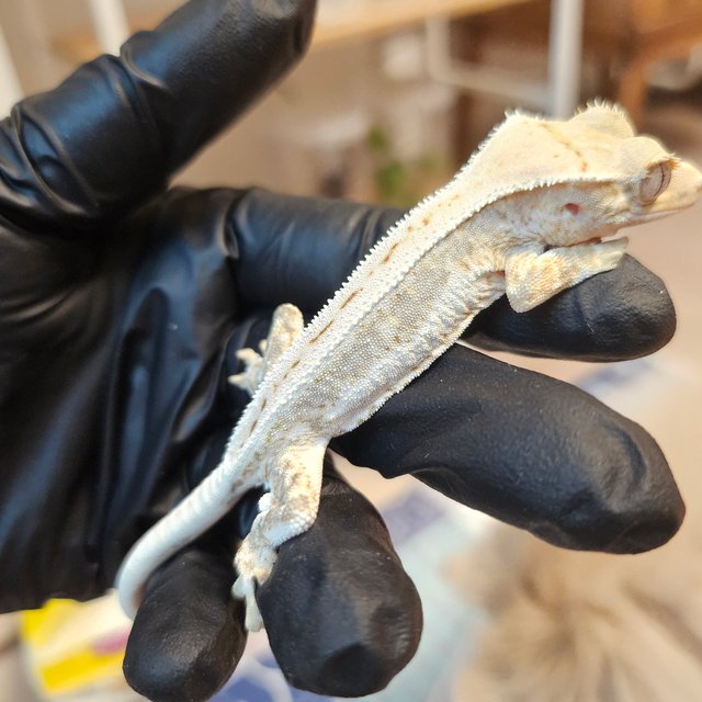 릴리화이트 트라이 익스트림할리퀸