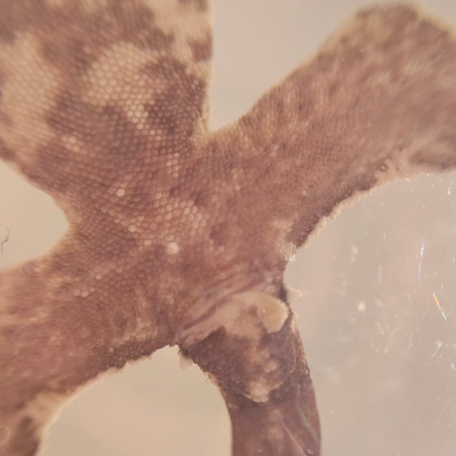 100%헷아잔틱 화이트포트홀 화이트스팟