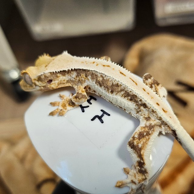 릴리화이트 트라이 익스트림할리퀸