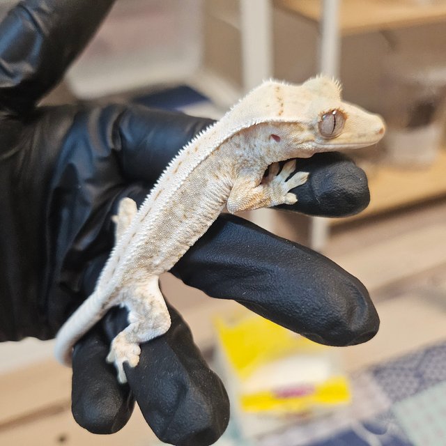 릴리화이트 트라이 익스트림할리퀸