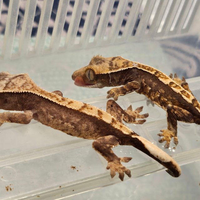 100%헷아잔틱 화이트포트홀 화이트스팟