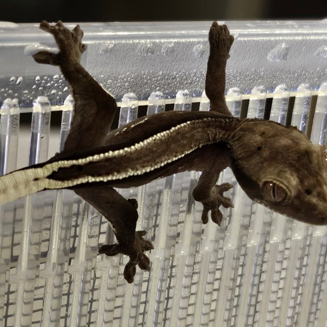 아잔틱 화이트포트홀 화이트스팟