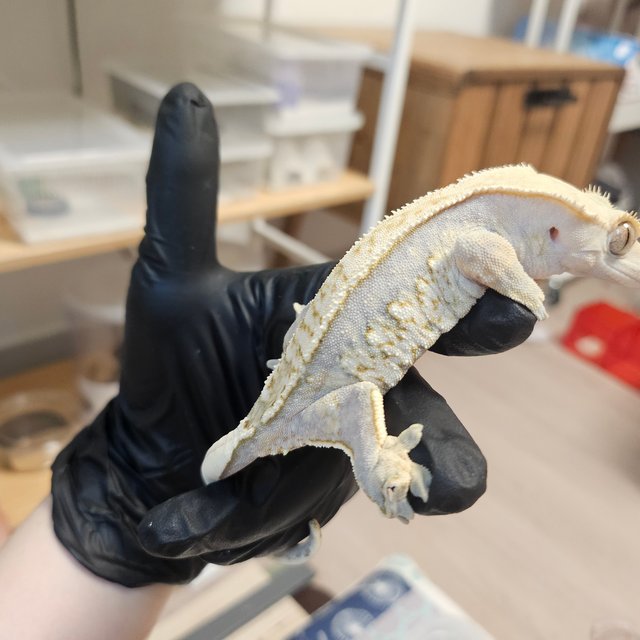 노멀 트라이 익스트림할리퀸