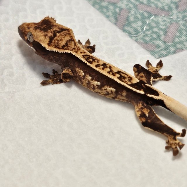 100%헷아잔틱 화이트포트홀 화이트스팟 풀핀 핀스트라이프