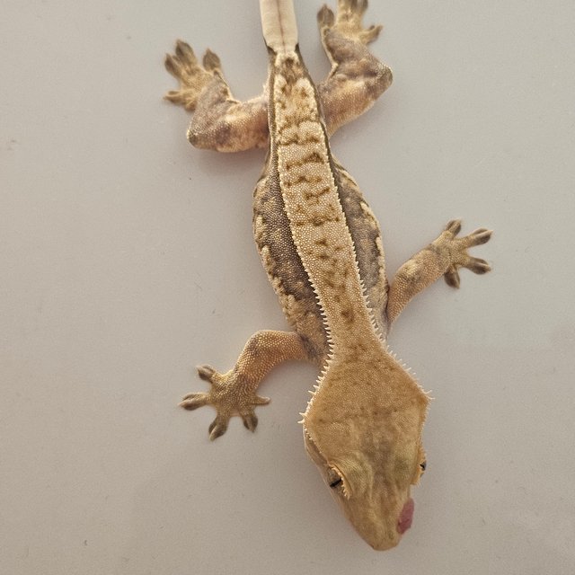 노멀 트라이 익스트림할리퀸