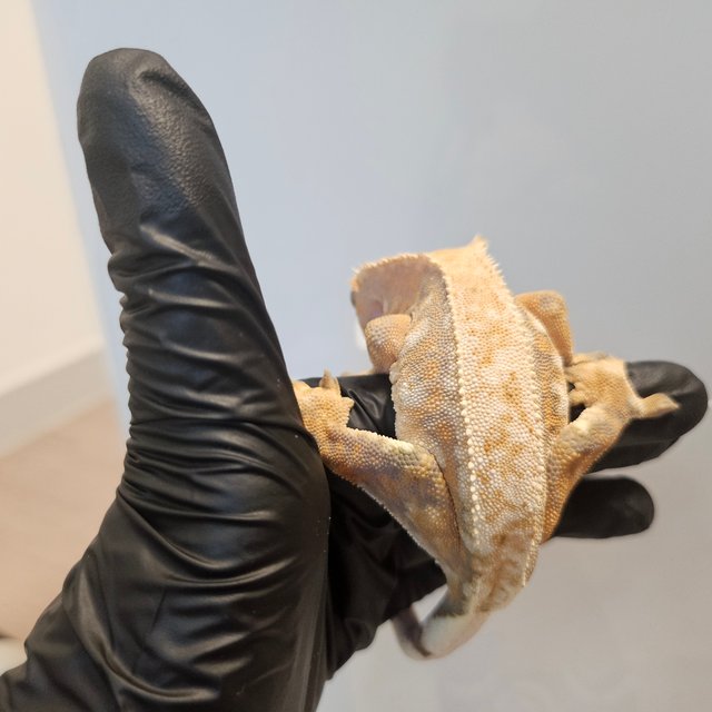 바브 트라이 익스트림할리퀸