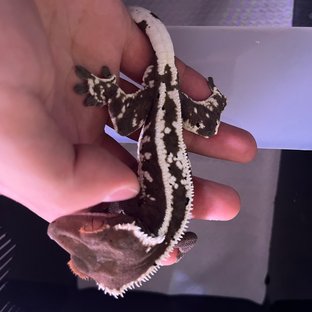 카푸치노 화이트스팟 화이트크라운 화이트포트홀