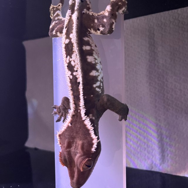 카푸치노 화이트스팟 화이트크라운 화이트포트홀