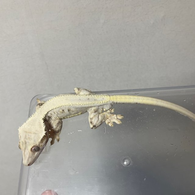 릴리화이트 솔리드백