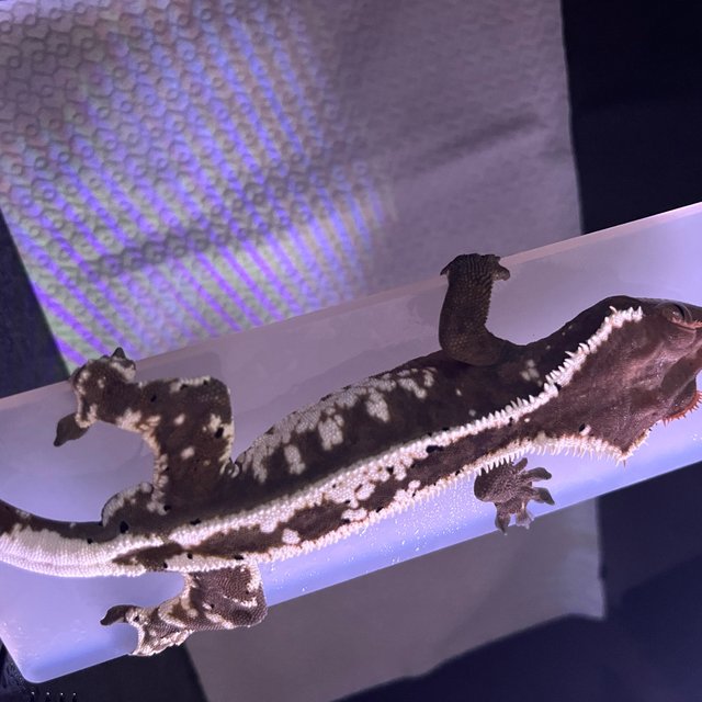 카푸치노 화이트스팟 화이트크라운 화이트포트홀