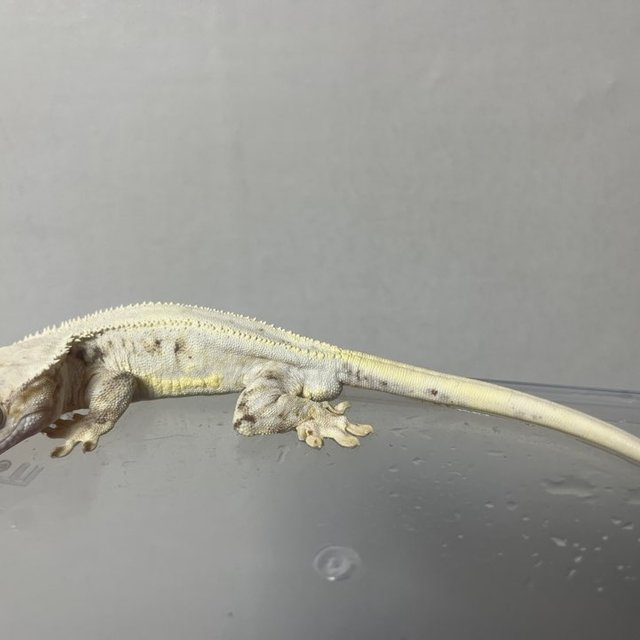 릴리화이트 솔리드백