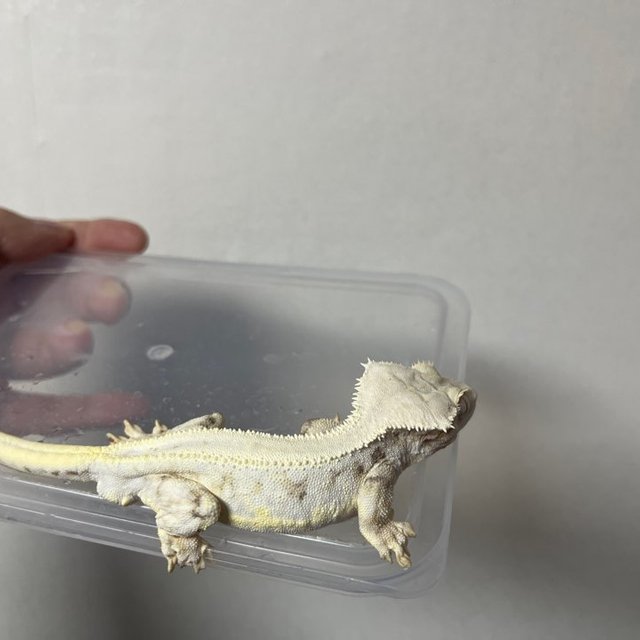 릴리화이트 솔리드백