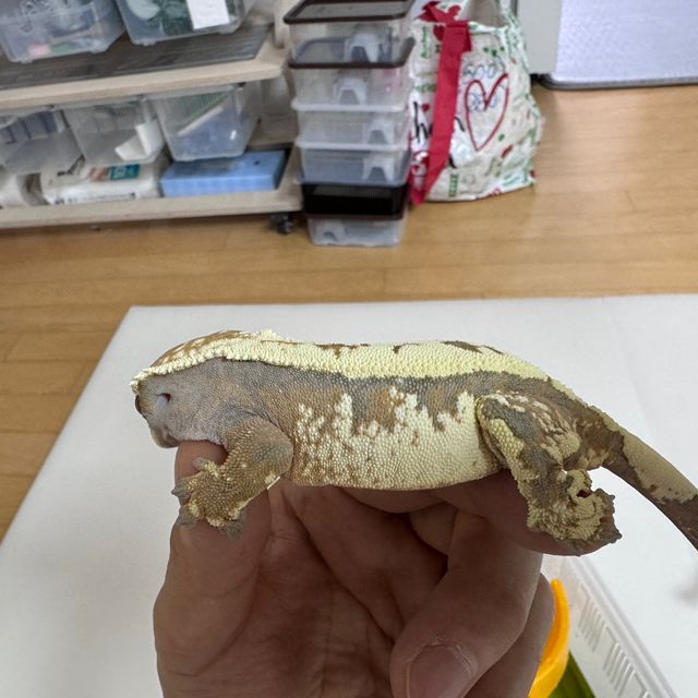 세이블