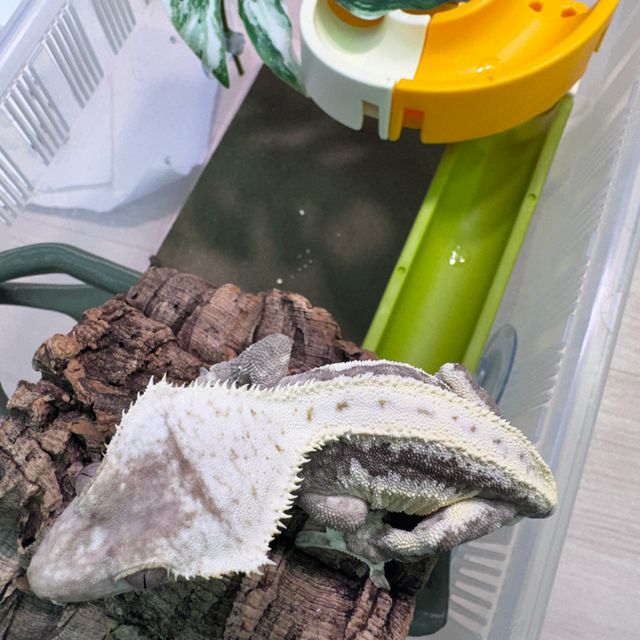 아잔틱