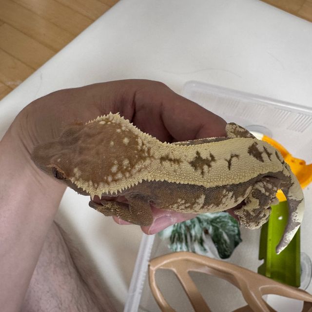 세이블