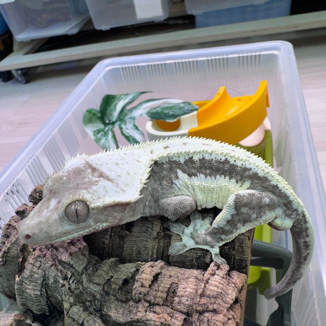 아잔틱