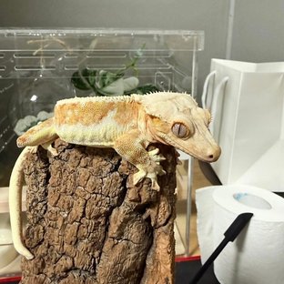 릴리화이트 크림